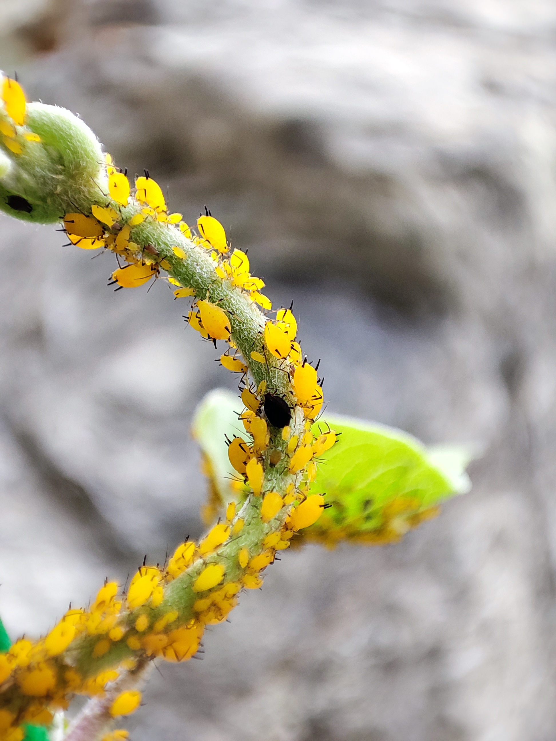 蜜虫子还是密虫子