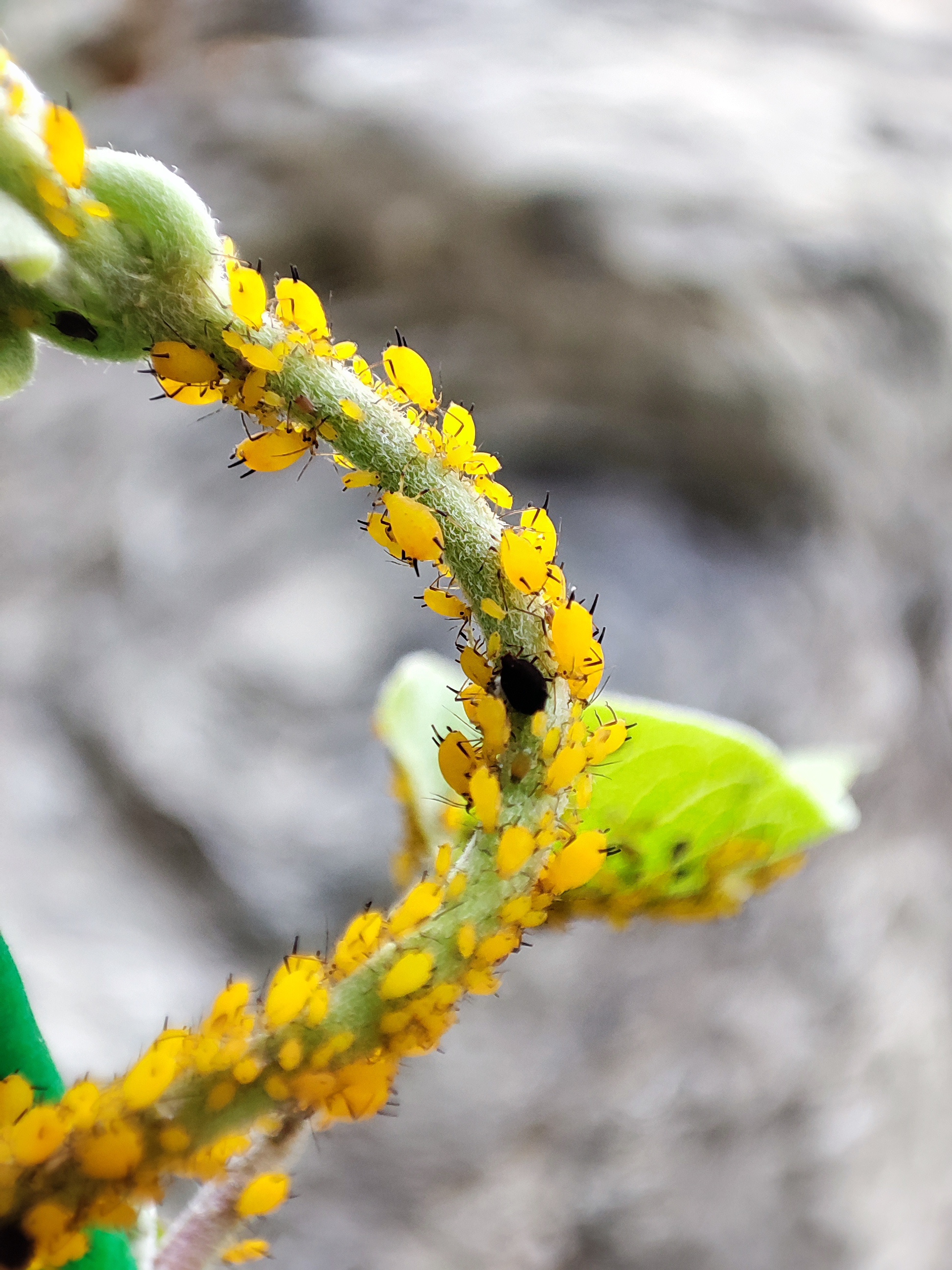 蜜虫子还是密虫子